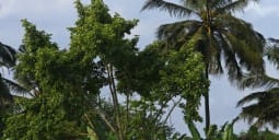 Flights to Garoua