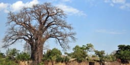 Flights to Salima