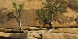 Flights to Tsumeb