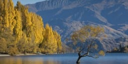 Flights to Wanaka