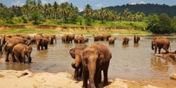 رحلات رخيصة إلى سريلانكا