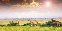 رحلات رخيصة إلى أوغندا